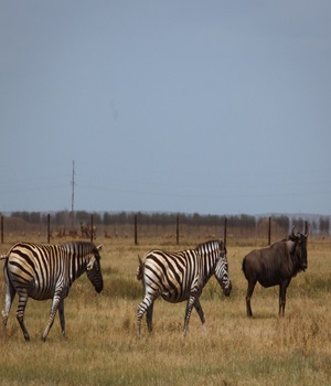 黑海生物圈保护区 黑海生物圈保护区